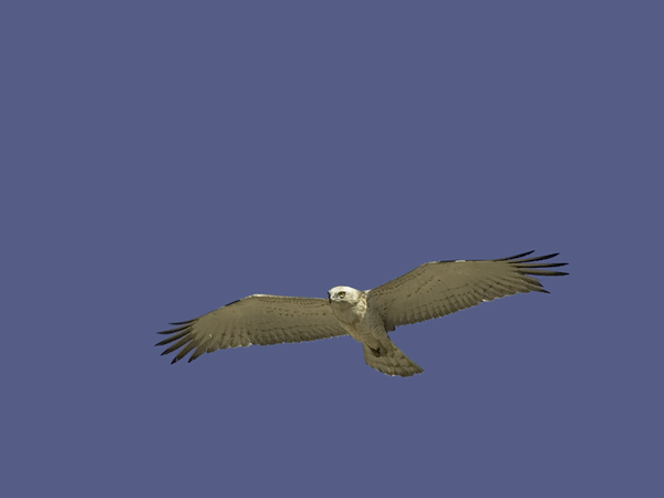 Käärmekotka, Short-toed Snake Eagle, Circaetus gallicus